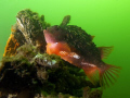   Cyclopterus lumpus be found beginning each year our Oosterschelde. coloured males stay neighbourhood eggs about weeks. After they disappear deeper waters. Notice green colour Northsee. Oosterschelde weeks waters Northsee  